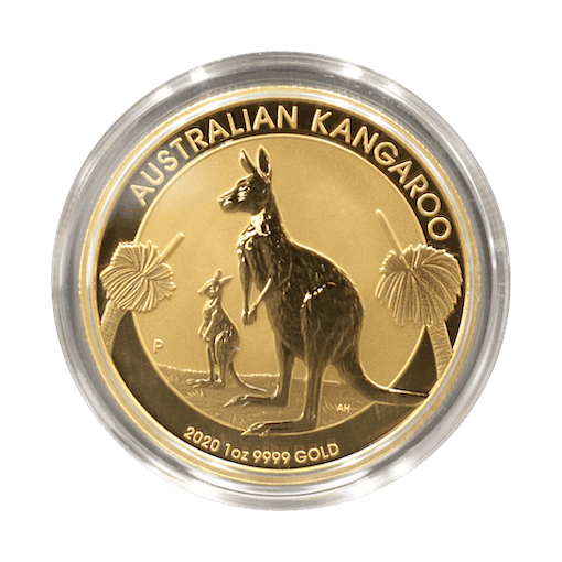 australian gold kangaroo back small